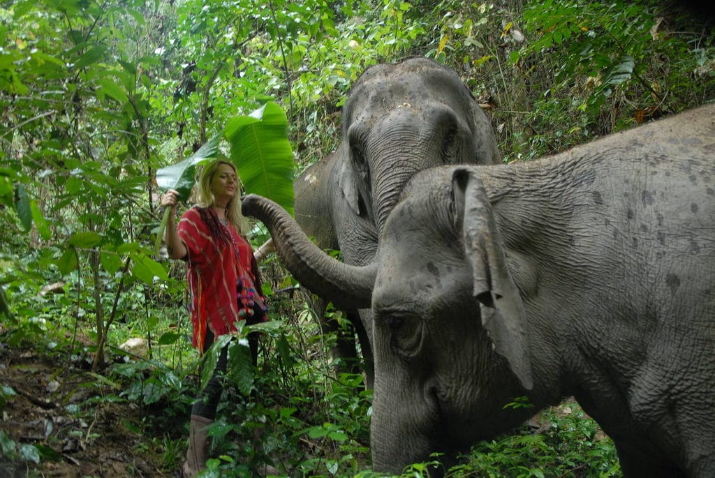 https://objectifthailande.com/rencontrer-les-elephants-heureux-du-elephant-steps-chiang-rai/