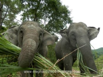 Elephant steps Chiang Rai
