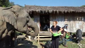 Un simple clic et un petit don peut sauver 3 éléphantes, et permettre à Éléphant Steps Chiang Rai de continuer ses activités