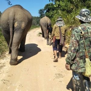 https://objectifthailande.com/rencontrer-les-elephants-heureux-du-elephant-steps-chiang-rai/