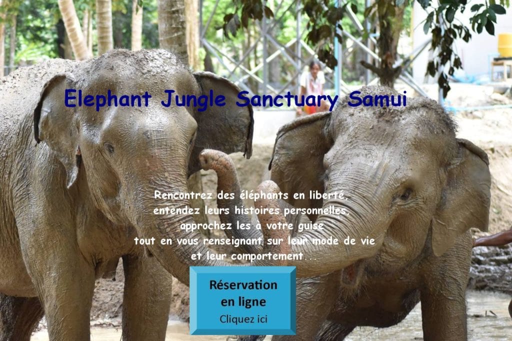 Elephant Jungle Sanctuary Samui à Koh Samui
