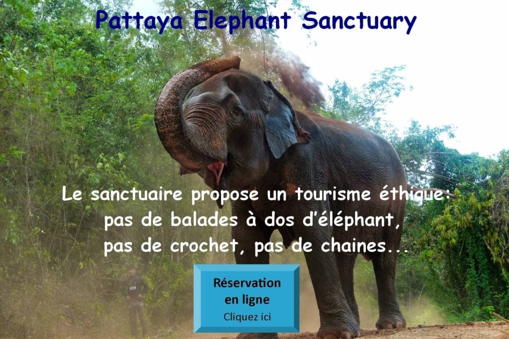 Pattaya Eléphant Sanctuary