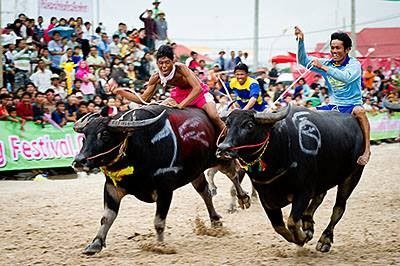 Buffalo Racing Festival 2019 : courses de buffles à Chonburi