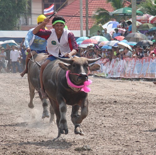 Buffalo Racing Festival 2019 : courses de buffles à Chonburi