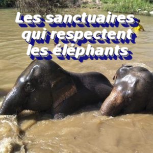 Les sanctuaires qui respectent les éléphants